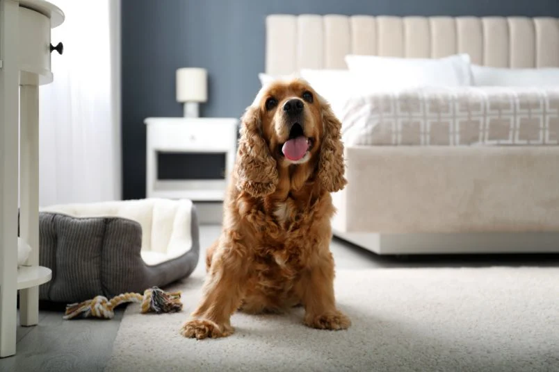Designing Pet-Friendly Holiday Homes imgae