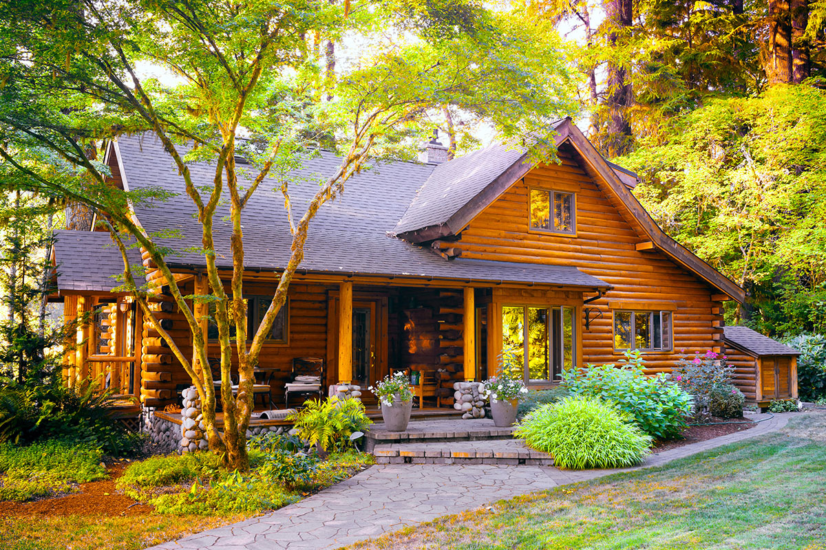 Natural Pest Control Tips: Keep Your Wooden Cabin Safe and Clean imgae